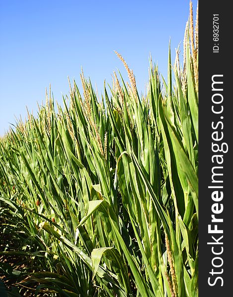 Field Of Corn With A Blue Sky