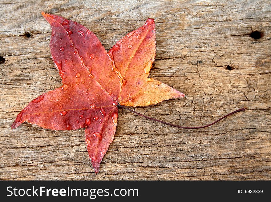 A single leaf with fall colors and water drops laying on an old piece of wood.