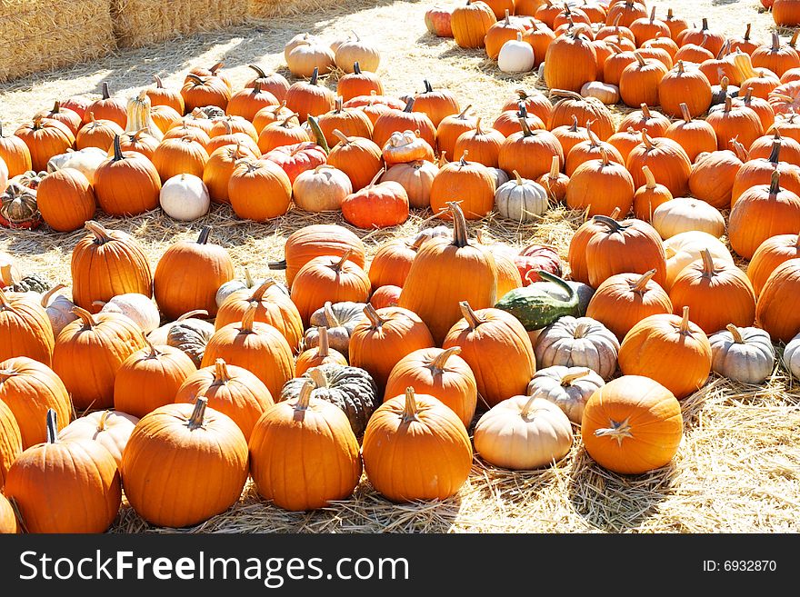 A Pumpkin Patch in october