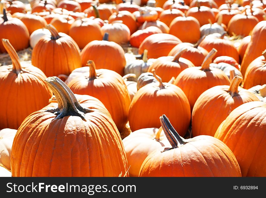 A Pumpkin Patch in october