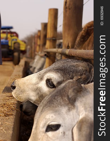 Brahmans waiting for feed