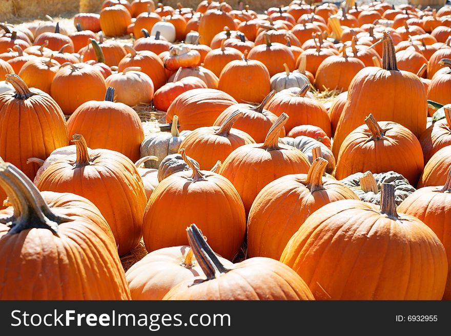 A Pumpkin Patch in october