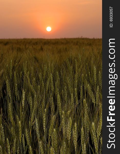 Sunrise Over A Wheat Field