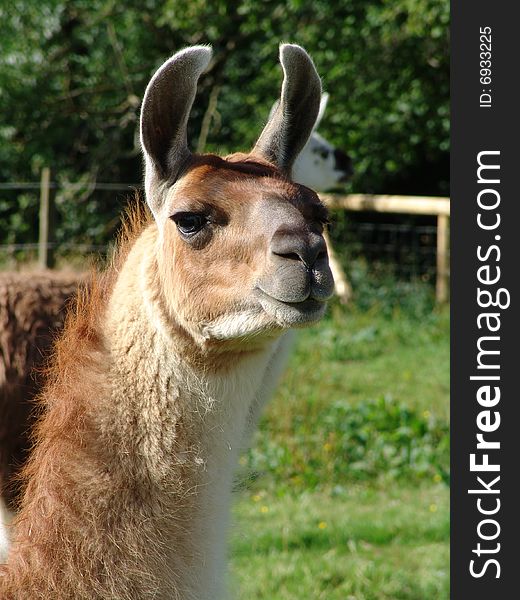 Lovely lama looking at camera in field. Lovely lama looking at camera in field