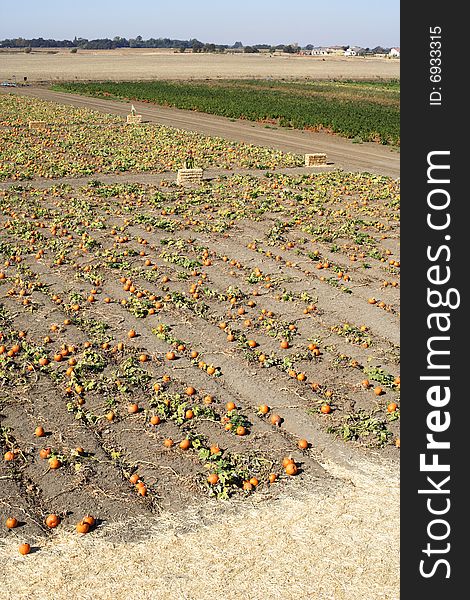 A Pumpkin Patch in october