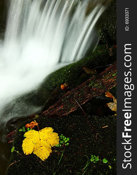 Beautiful detail of leaf with waterfall