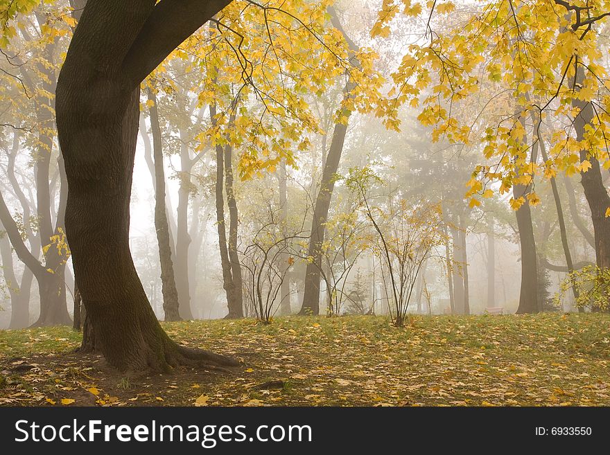 Park in the foggy autumn morning. Park in the foggy autumn morning