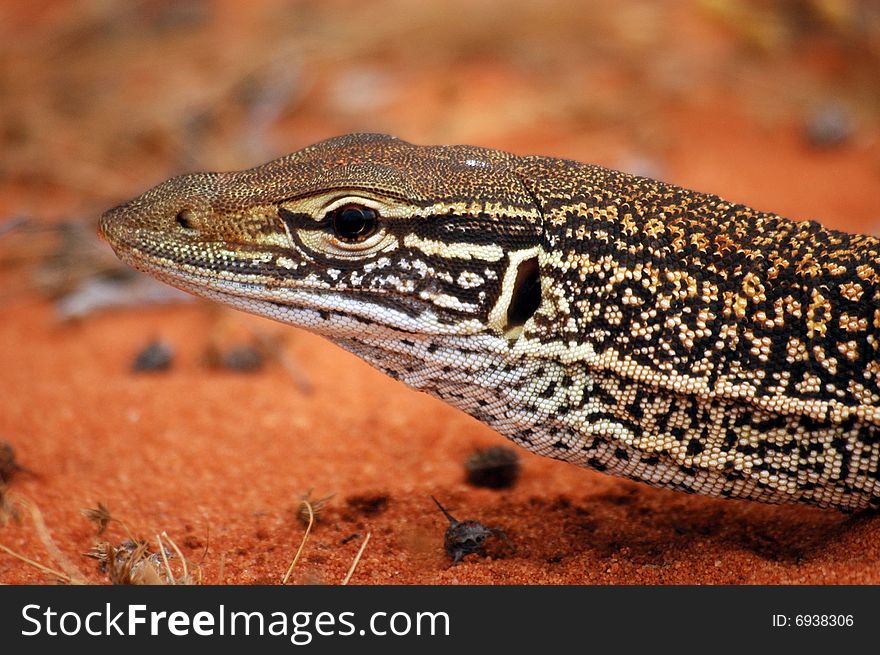 Close up of a big australian monitor lizard on red sand