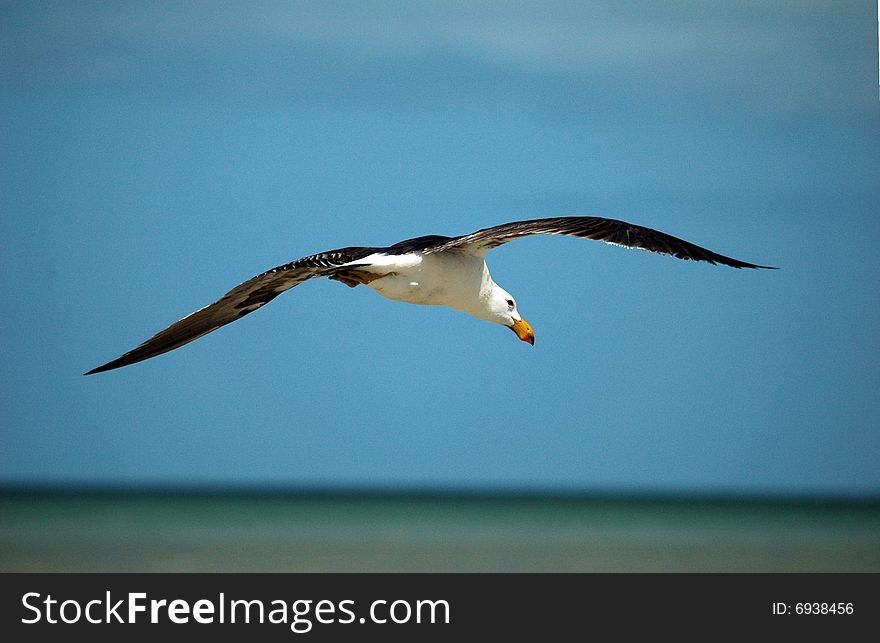 A single seagull spreading wings while flying, Monkey Mia, Australia. A single seagull spreading wings while flying, Monkey Mia, Australia