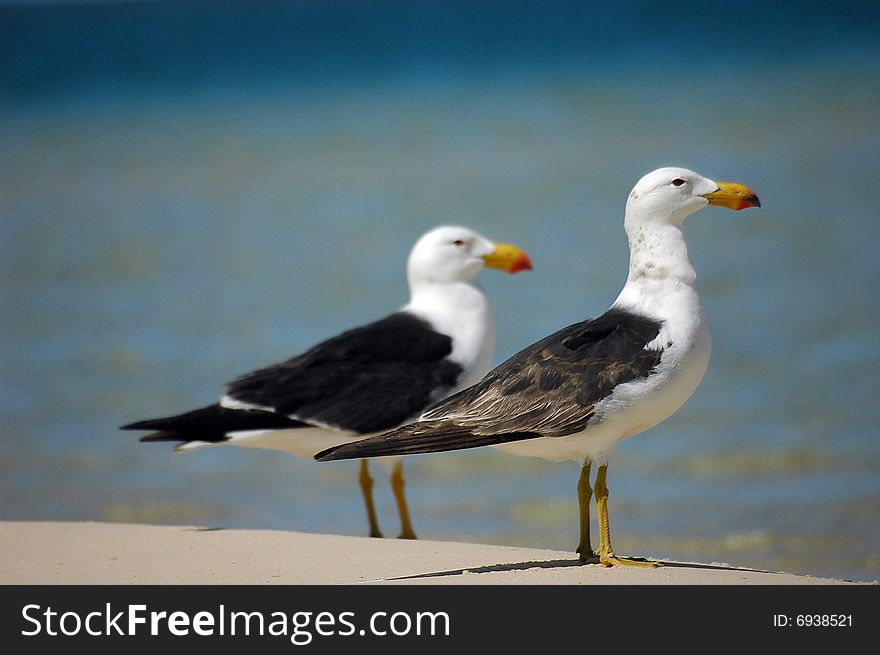 2 seagulls standing of the beach of Monkey Mia, Australia. 2 seagulls standing of the beach of Monkey Mia, Australia