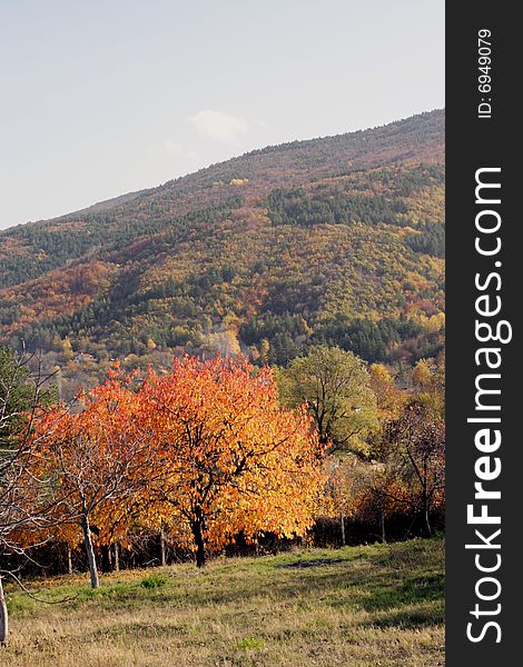 An autumn tree in the mountain. An autumn tree in the mountain
