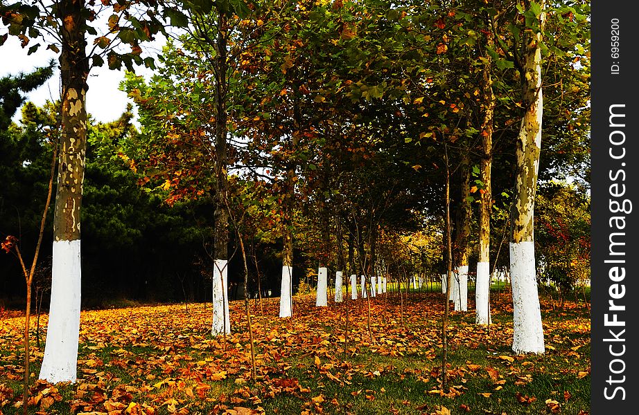 In autumn, nearby street's plane treeï¼ŒChina street planting common tree varietyã€‚