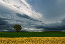 Green Field.Beautiful Nature Background.Amazing Colorful Wallpaper.Clouds,blue Sky.Panorama,landscape.Meadow,cloud.Tree,flowers. Stock Photography