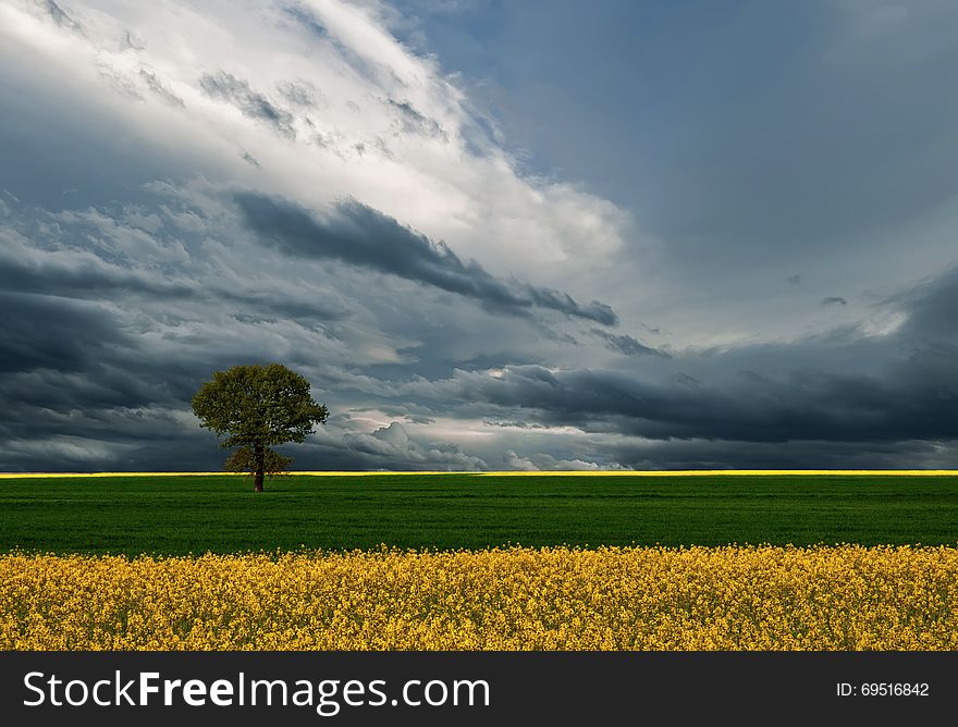 Green field.Beautiful Nature Background.Amazing Colorful Wallpaper.Clouds,blue sky.Panorama,landscape.Meadow,cloud.Tree,flowers.