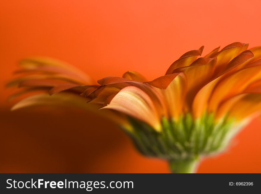 Beautiful daisy flower isolated on orange background.