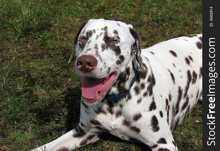 Dalmatian Dog