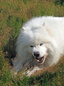 Samoyed Pedigree Dog Royalty Free Stock Photos Samoyed Pedigree Dog Royalty Free Stock Photos