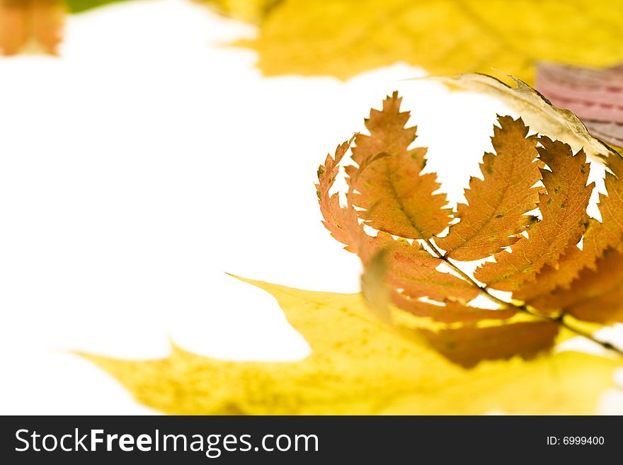 Color Autumn Leaves Closeup Background