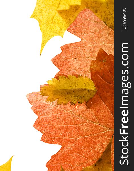 Color Autumn Leaves Closeup Background