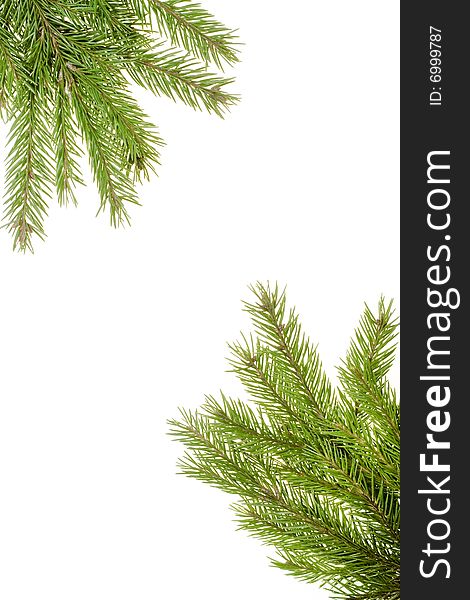 Fir branch isolated on white background