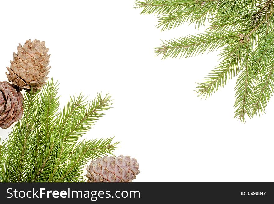 Pine cones and fir branch isolated on white background. Pine cones and fir branch isolated on white background