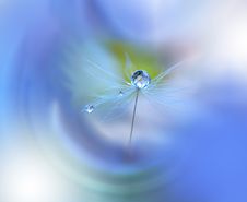 Dewy Dandelion Flower Close Up.Blue Colorful Nature Background.Beautiful Wallpaper.Creative Art Photography.Motion Blur.Clean,pure Royalty Free Stock Photos