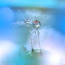 Dewy Dandelion Flower Close Up.Blue Colorful Nature Background.Beautiful Wallpaper.Creative Art Photography.Motion Blur.Clean,pure Stock Photos