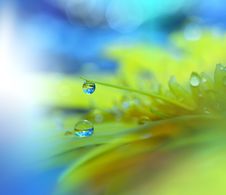 Beautiful Nature.Art Photography.Floral Fantasy Design.Colorful Abstract Macro,water Drops.Web Banner.Relaxation.Colors,blue. Royalty Free Stock Photo Beautiful Nature.Art Photography.Floral Fantasy Design.Colorful Abstract Macro,water Drops.Web Banner.Relaxation.Colors,blue. Royalty Free Stock Photo