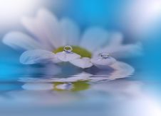 White Flowers Over Water.Incredibly Beautiful Nature.Colorful Blue Background.Spa,pond,water.Relax,aroma. Stock Photos