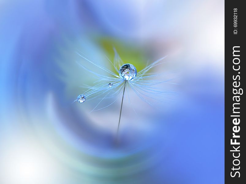 Dewy dandelion flower close up.Blue Colorful Nature Background.Beautiful Wallpaper.Creative Art Photography.Motion Blur.Clean,pure