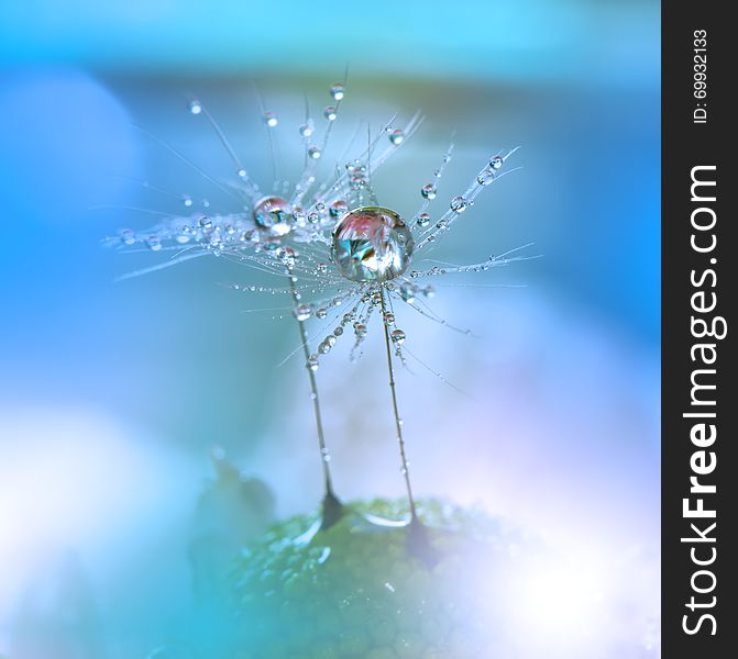 Dewy dandelion flower close up.Blue Colorful Nature Background.Beautiful Wallpaper.Creative Art Photography.Motion Blur.Clean,pure