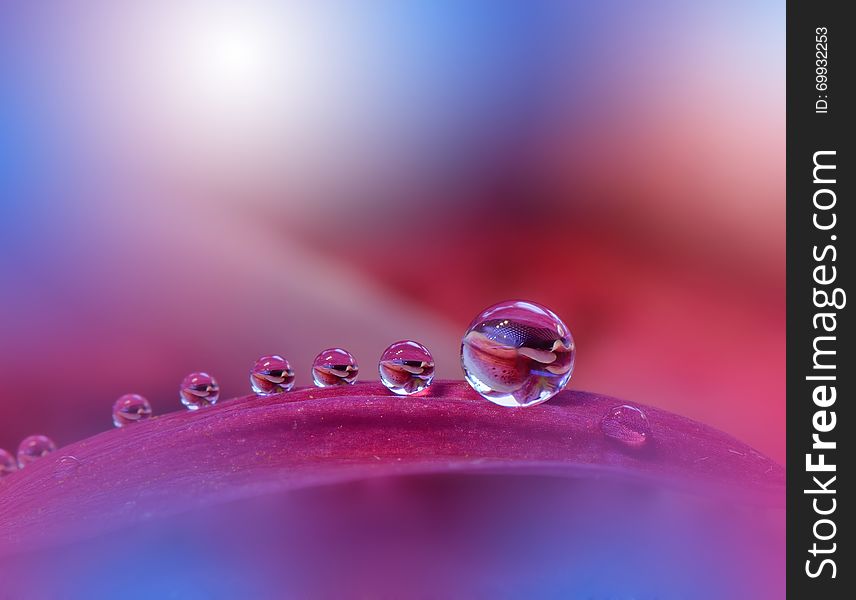 Beautiful Nature.Art photography.Floral fantasy design.Colorful Abstract Macro,water drops.Web Banner.Relaxation.Colors,blue,red.