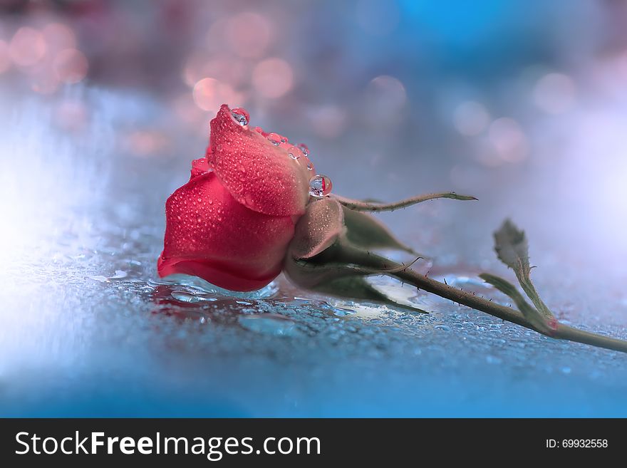 Red Rose With Colorful Background.Beautiful Nature Wallpaper.Amazing Blue Colors.Floral Design.Web Banner.Copy Space.Creative.