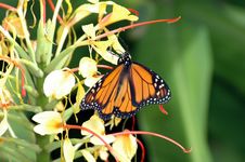 Monarch Butterfly Stock Images Monarch Butterfly Stock Images