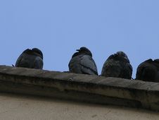 Pigeons Stock Photography Pigeons Stock Photography