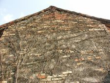 Old Barn Wall With Vine Stock Photo Old Barn Wall With Vine Stock Photo