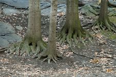 Tree Roots Stock Photos