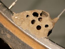 Mud Dauber Nest And Bicycle Tire Stock Image