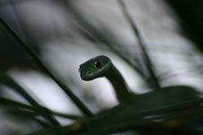 African Spotted Bush Snake Stock Photos