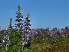 Lupines Royalty Free Stock Photos Lupines Royalty Free Stock Photos
