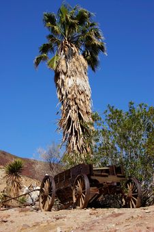 Horse Wagon By Palm Tree Stock Photo