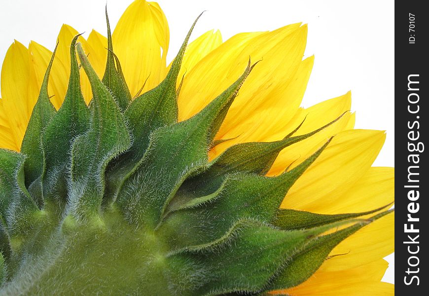 Backside of sunflower against white background. Backside of sunflower against white background