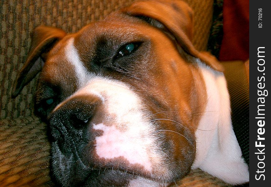 Close up of Boxer laying on couch. Close up of Boxer laying on couch.