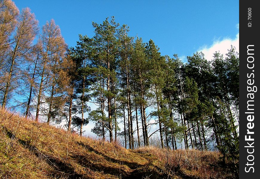 Trees on hill