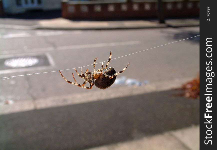 This image of a spider I took outside my house when I spotted it one mourning whilst on the way to work. This image of a spider I took outside my house when I spotted it one mourning whilst on the way to work.