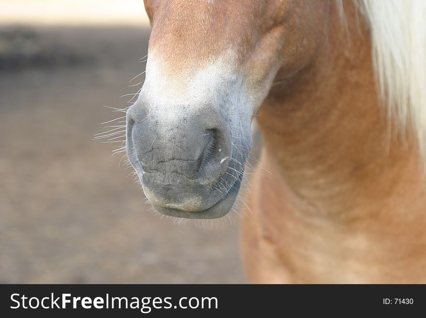 Horse Mouth / Nose