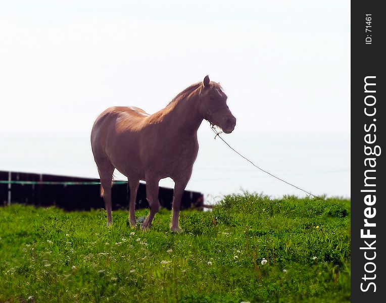 Profile of an horse at dawn. Profile of an horse at dawn