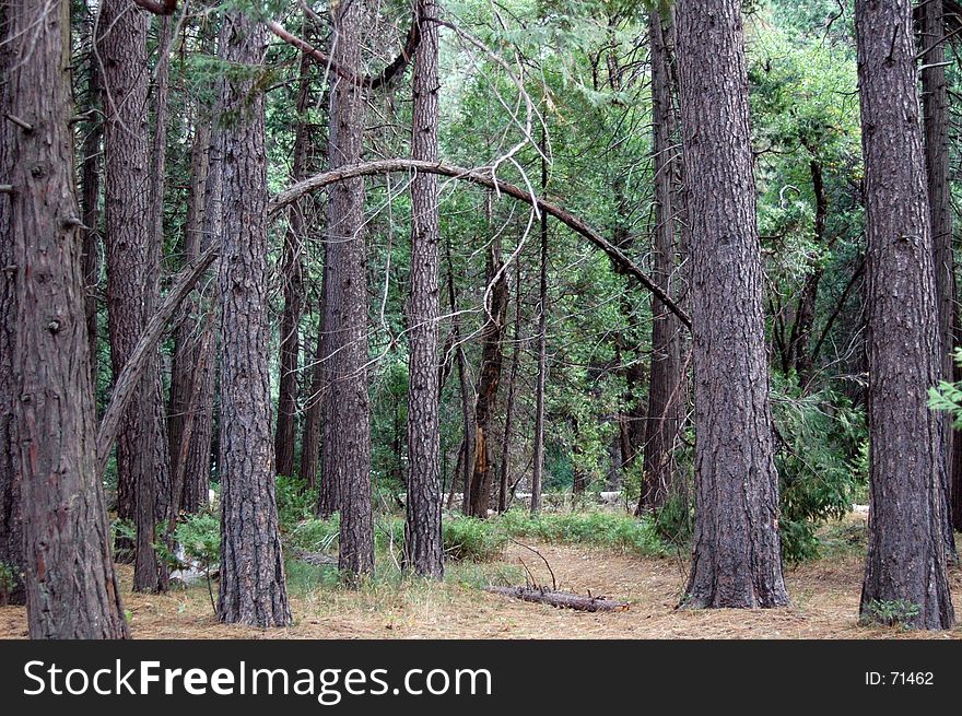 Taken Y osemiete National Park,California. Taken Y osemiete National Park,California