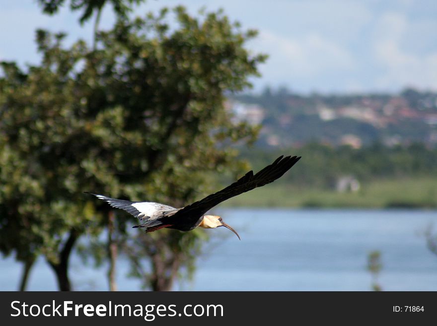 Picture of a birds fly.