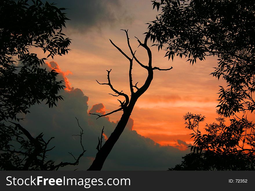 A brilliantly colored sky in this sunset behind some trees.